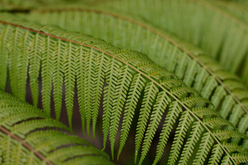 green fern leaves for background