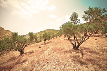 Olive grove in Israel. - 366041232