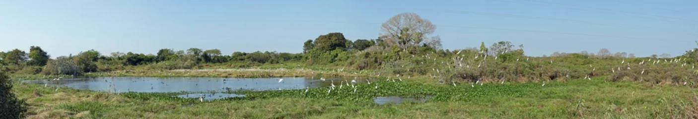 Foto op Plexiglas Wetlands teeming with water birds, along the nature parkway in the Brazilian Pantanal. © Roel