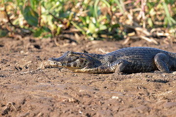Alligator or caiman on the shore of the Miranda river, in the Brazilian Pantanal.