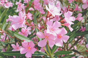 pink aleander flowers in the garden
