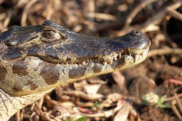 Obraz premium Head of an alligator or caiman in the Brazilian Pantanal.