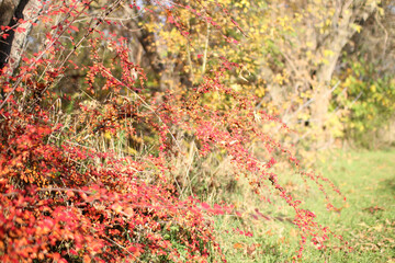beautiful coloring of the leaves in autumn