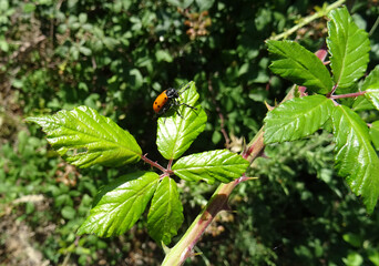 Lachnaia sexpunctata scarab beetle on the blackberry leaves. Pyrenees mountains of the Serrablo Region. Aragon. Spain.  