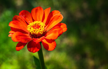 Tithonia rotundifolia flower in garden against green background. Floral Theme