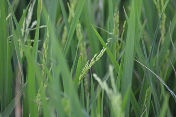 rice  and water