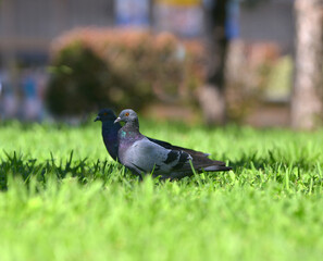 pigeon on the grass