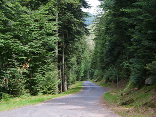 Fototapeta premium The forest and the wood in the Vosges department. France, july 2020.