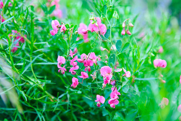 Lathyrus odoratus, fragrant rank or sweet peas. Wild field flowers of the genus legume. Summer landscape.