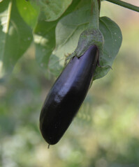 eggplant on the vine