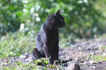 black cat on the grass