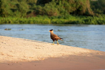 Southern crested caracara on a sandy bend in the Miranda river in the Brazilian Pantanal