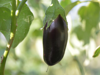 eggplant in the garden