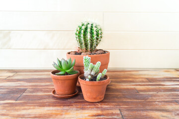 Succulent plant in a terracotta pot. Natural light.