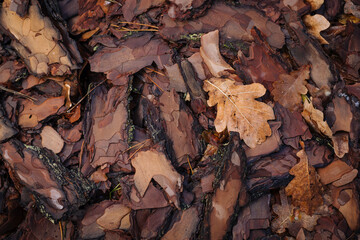 Pine tree bark background - close up photo with selective focus