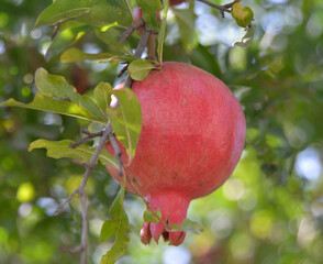 pomegranate on tree