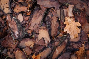 Pine tree bark background - close up photo with selective focus