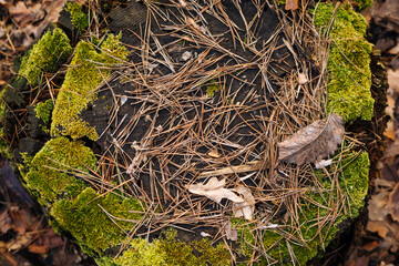 Close up photo with selective focus of green moss and pine  thorns on old stump