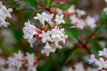 Beautiful white tubular flowers of abelia grandiflora flowering in summer