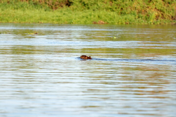 Head of a swimming capybara in the Brazilian Pantanal; the largest rodent in the world.