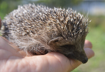 hedgehog in hand