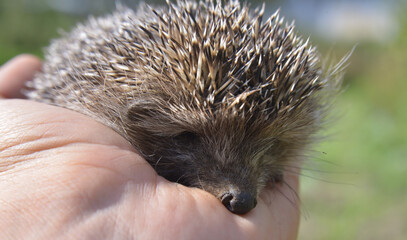 hedgehog in hands