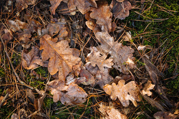 Natural forest background with green moss, oak leaves and pine needles