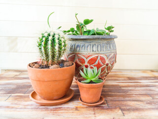 Succulent plant and palm tree in a terracotta pot.