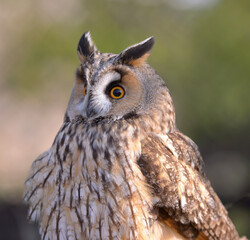 great horned owl