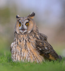 great horned owl