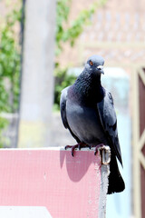 pigeon on a board