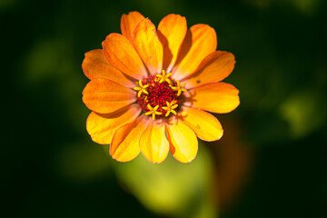 Tithonia rotundifolia flower in garden against green background. Floral Theme