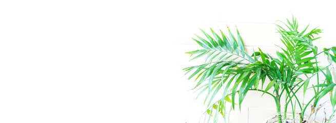 Obraz premium Dracaena palm in a ceramic pot. Copy space Banner