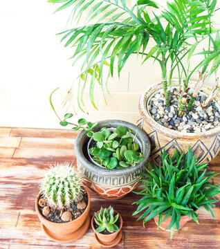 Succulent plant and palm tree in a terracotta pot.