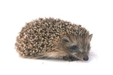 hedgehog isolated on white background