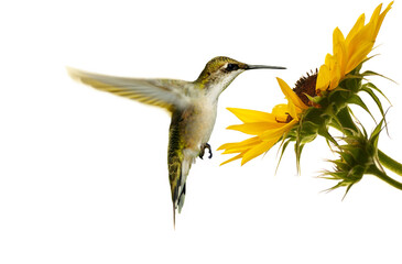 Ruby throated hummingbird at sunflower on white. © kellyplz