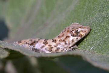 lizard on a branch