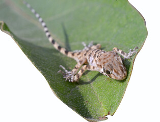 lizard on a branch