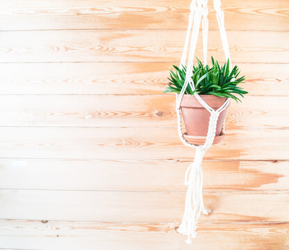 Succulent plant in a terracotta pot. The plant hangs in a cachet macram.