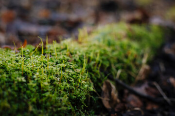 Close up photo with selective focus of green moss on tree root
