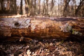 Old tree trunk laying on the ground in autumn forest
