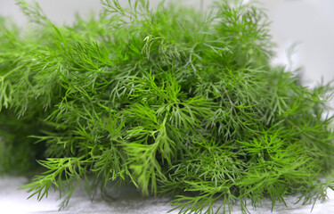 green dill isolated on white background