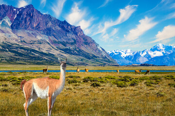 Small herd of guanaco