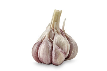 Unpeeled bulb of garlic with cloves, isolated on white background. Vegetable, spice. Close up, copy space