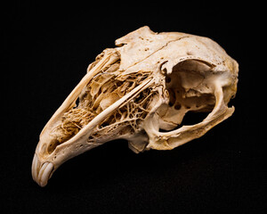 Isolated rabbit skull on black background