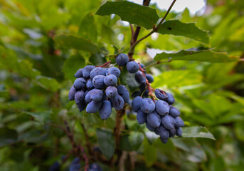 Blueberry hanging on the tree