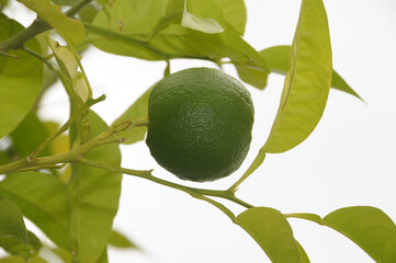 lime on tree