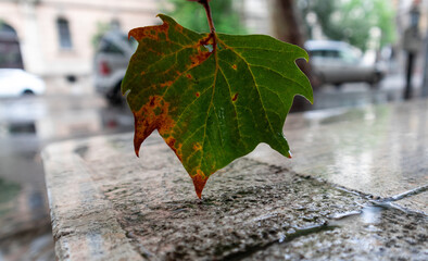 Green leaf on the stairs