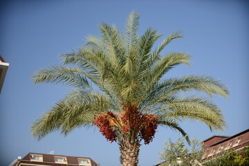 palm trees in the park