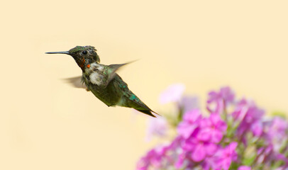 Molting male ruby throated hummingbird flying. Clean background. © kellyplz